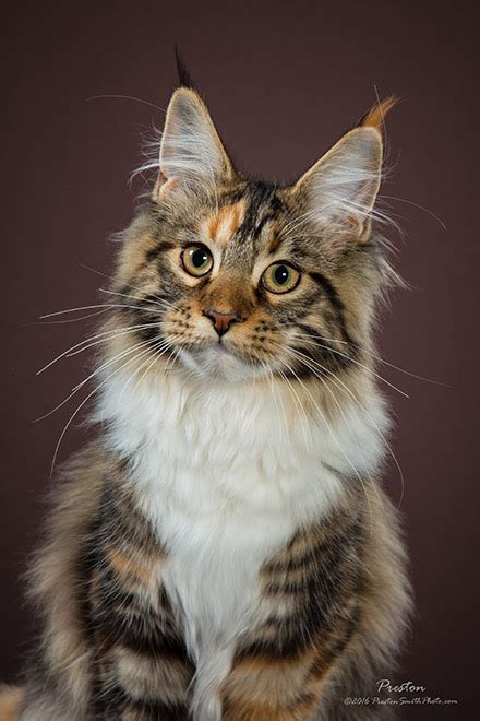 All breeding cats are direct European Imports of exceptional size, quality, and temperment. . Stunning maine coon cattery oklahoma